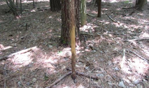 Photo of SOLD!  28 Acres of Hunting Land For Sale in Accomack County VA!