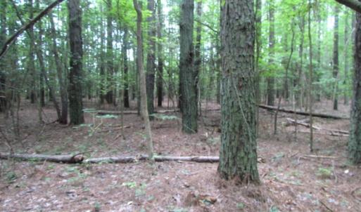 Photo of SOLD!  28 Acres of Hunting Land For Sale in Accomack County VA!