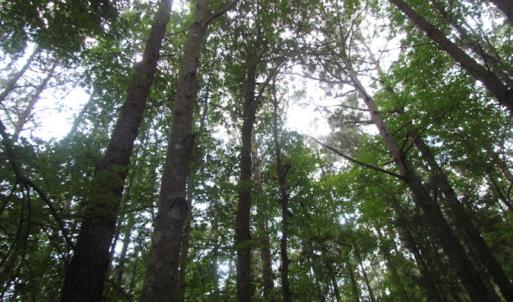 Photo of SOLD!  28 Acres of Hunting Land For Sale in Accomack County VA!