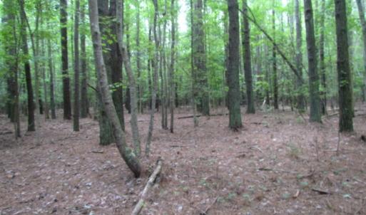 Photo of SOLD!  28 Acres of Hunting Land For Sale in Accomack County VA!