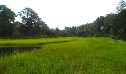 Photo of SOLD!  63 Acres of Waterfront Hunting Land For Sale in Accomack County VA!