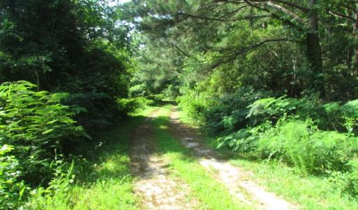 Photo of SOLD!  63 Acres of Waterfront Hunting Land For Sale in Accomack County VA!