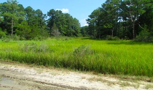 Photo of SOLD!  63 Acres of Waterfront Hunting Land For Sale in Accomack County VA!