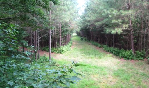 Photo of SOLD!  63 Acres of Waterfront Hunting Land For Sale in Accomack County VA!
