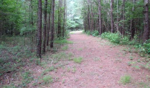 Photo of SOLD!  63 Acres of Waterfront Hunting Land For Sale in Accomack County VA!