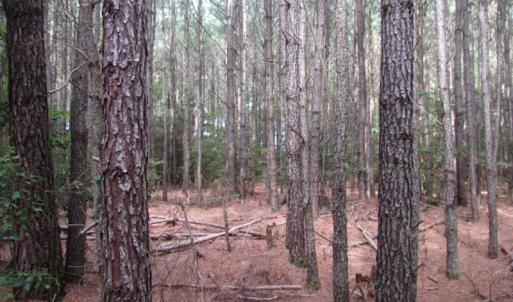 Photo of SOLD!  63 Acres of Waterfront Hunting Land For Sale in Accomack County VA!