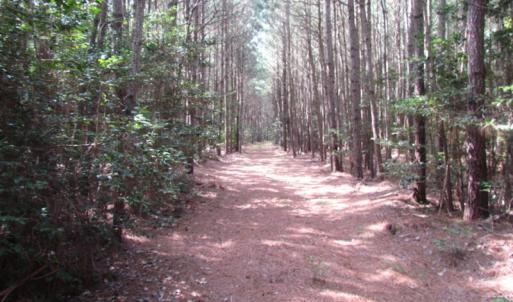 Photo of SOLD!  63 Acres of Waterfront Hunting Land For Sale in Accomack County VA!