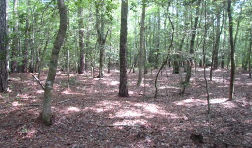 Photo of SOLD!  63 Acres of Waterfront Hunting Land For Sale in Accomack County VA!