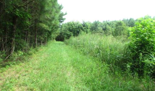 Photo of SOLD!  63 Acres of Waterfront Hunting Land For Sale in Accomack County VA!