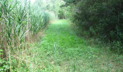 Photo of SOLD!  63 Acres of Waterfront Hunting Land For Sale in Accomack County VA!