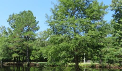 Photo of UNDER CONTRACT!  5.74 Acres of Residential and Hunting Land For Sale in Brunswick County NC!