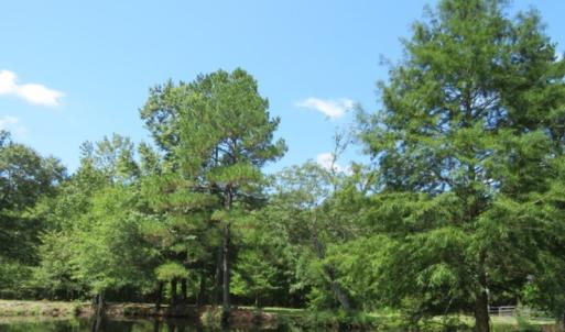 Photo of UNDER CONTRACT!  5.74 Acres of Residential and Hunting Land For Sale in Brunswick County NC!