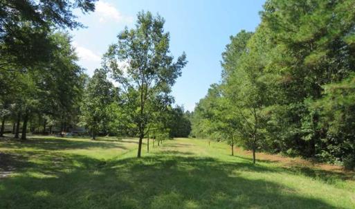 Photo of REDUCED!  230 Acres of Hunting Land For Sale in Brunswick County NC!