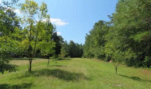 Photo of REDUCED!  230 Acres of Hunting Land For Sale in Brunswick County NC!