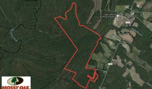 Photo of REDUCED!  230 Acres of Hunting Land For Sale in Brunswick County NC!