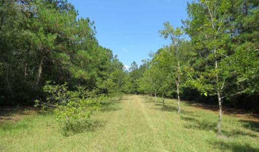 Photo of REDUCED!  230 Acres of Hunting Land For Sale in Brunswick County NC!