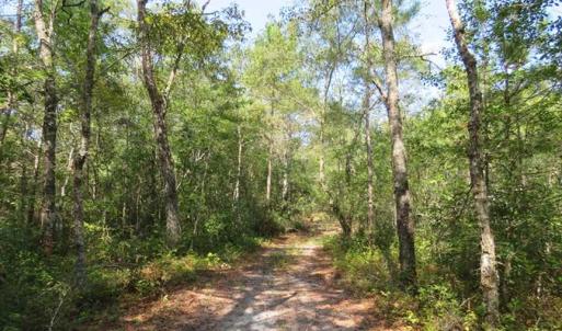Photo of REDUCED!  230 Acres of Hunting Land For Sale in Brunswick County NC!