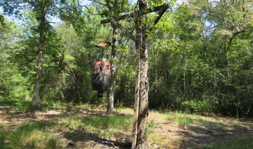 Photo of REDUCED!  230 Acres of Hunting Land For Sale in Brunswick County NC!
