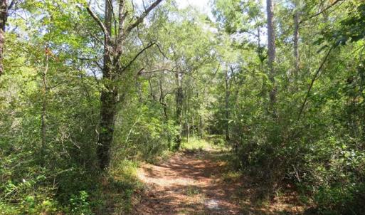 Photo of REDUCED!  230 Acres of Hunting Land For Sale in Brunswick County NC!