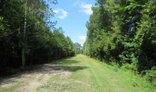 Photo of REDUCED!  230 Acres of Hunting Land For Sale in Brunswick County NC!