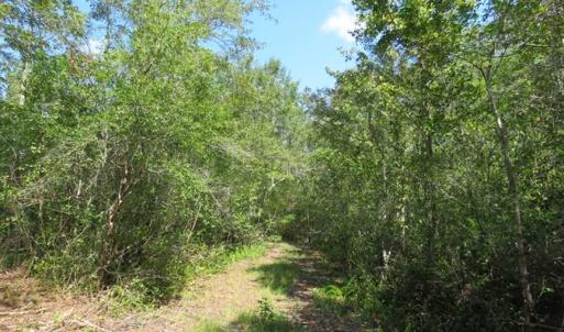 Photo of REDUCED!  230 Acres of Hunting Land For Sale in Brunswick County NC!