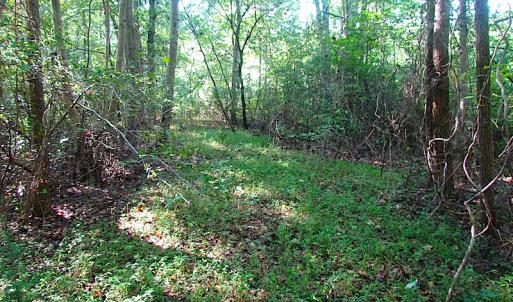 Photo of 7.7 Acres of Hunting and Investment Land For Sale in Chesapeake VA!