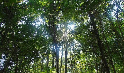 Photo of 7.7 Acres of Hunting and Investment Land For Sale in Chesapeake VA!
