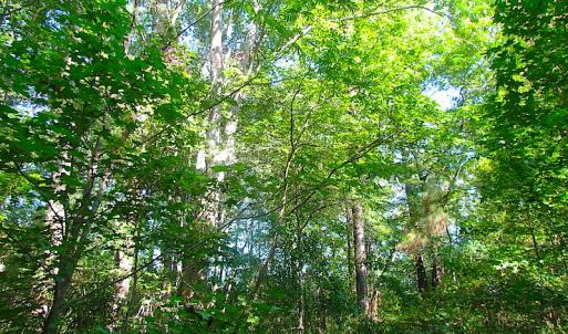 Photo of 7.7 Acres of Hunting and Investment Land For Sale in Chesapeake VA!