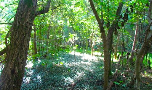 Photo of 7.7 Acres of Hunting and Investment Land For Sale in Chesapeake VA!