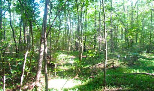 Photo of 7.7 Acres of Hunting and Investment Land For Sale in Chesapeake VA!