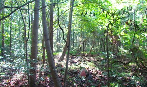Photo of 7.7 Acres of Hunting and Investment Land For Sale in Chesapeake VA!