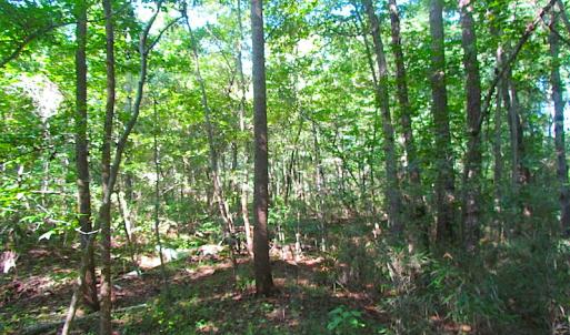 Photo of 7.7 Acres of Hunting and Investment Land For Sale in Chesapeake VA!