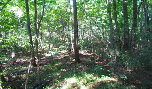 Photo of 7.7 Acres of Hunting and Investment Land For Sale in Chesapeake VA!