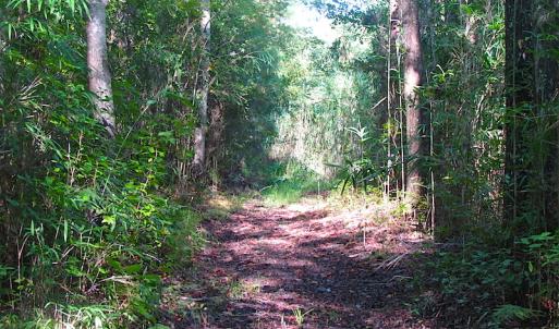 Photo of 7.7 Acres of Hunting and Investment Land For Sale in Chesapeake VA!