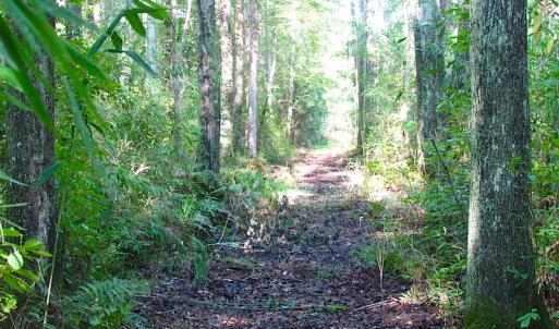 Photo of 7.7 Acres of Hunting and Investment Land For Sale in Chesapeake VA!