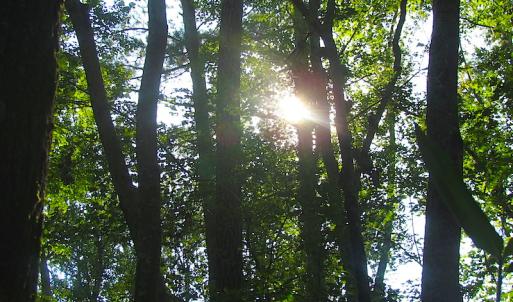 Photo of 7.7 Acres of Hunting and Investment Land For Sale in Chesapeake VA!