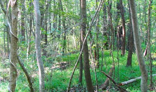Photo of 7.7 Acres of Hunting and Investment Land For Sale in Chesapeake VA!