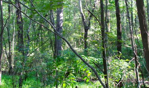 Photo of 7.7 Acres of Hunting and Investment Land For Sale in Chesapeake VA!