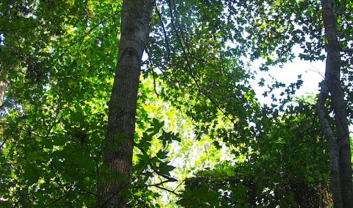 Photo of 7.7 Acres of Hunting and Investment Land For Sale in Chesapeake VA!