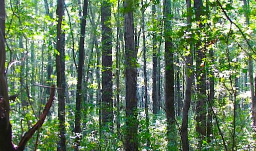 Photo of 7.7 Acres of Hunting and Investment Land For Sale in Chesapeake VA!