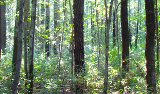 Photo of 7.7 Acres of Hunting and Investment Land For Sale in Chesapeake VA!