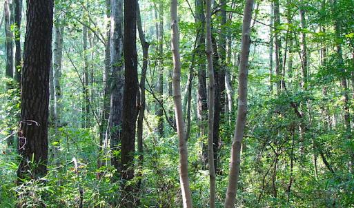 Photo of 7.7 Acres of Hunting and Investment Land For Sale in Chesapeake VA!
