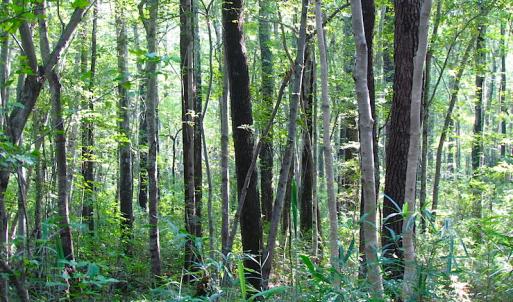 Photo of 7.7 Acres of Hunting and Investment Land For Sale in Chesapeake VA!