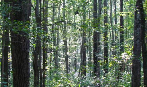 Photo of 7.7 Acres of Hunting and Investment Land For Sale in Chesapeake VA!