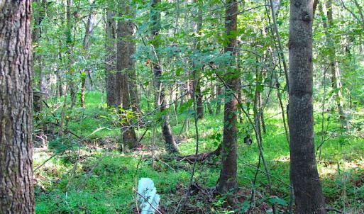 Photo of 7.7 Acres of Hunting and Investment Land For Sale in Chesapeake VA!