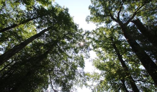 Photo of SOLD!  172 Acres of Riverfront Hunting and Timber Land For Sale in Craven County NC!