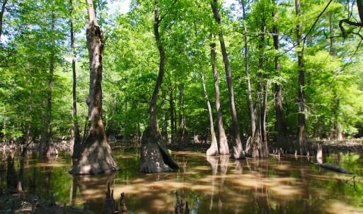 Photo of SOLD!  172 Acres of Riverfront Hunting and Timber Land For Sale in Craven County NC!