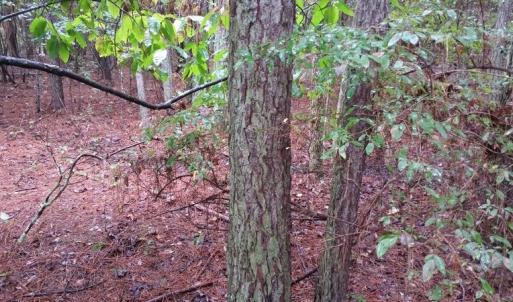 Photo of UNDER CONTRACT!  8.38 Acres of Timber and Hunting Land For Sale in Suffolk County VA!