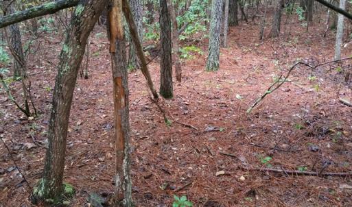 Photo of UNDER CONTRACT!  8.38 Acres of Timber and Hunting Land For Sale in Suffolk County VA!