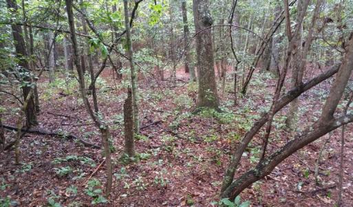 Photo of UNDER CONTRACT!  8.38 Acres of Timber and Hunting Land For Sale in Suffolk County VA!